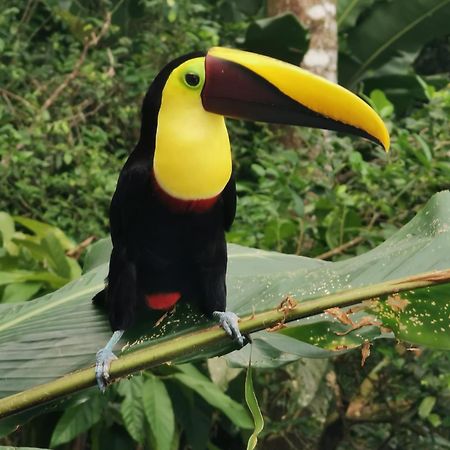 Villa Tucan La Fortuna Esterno foto
