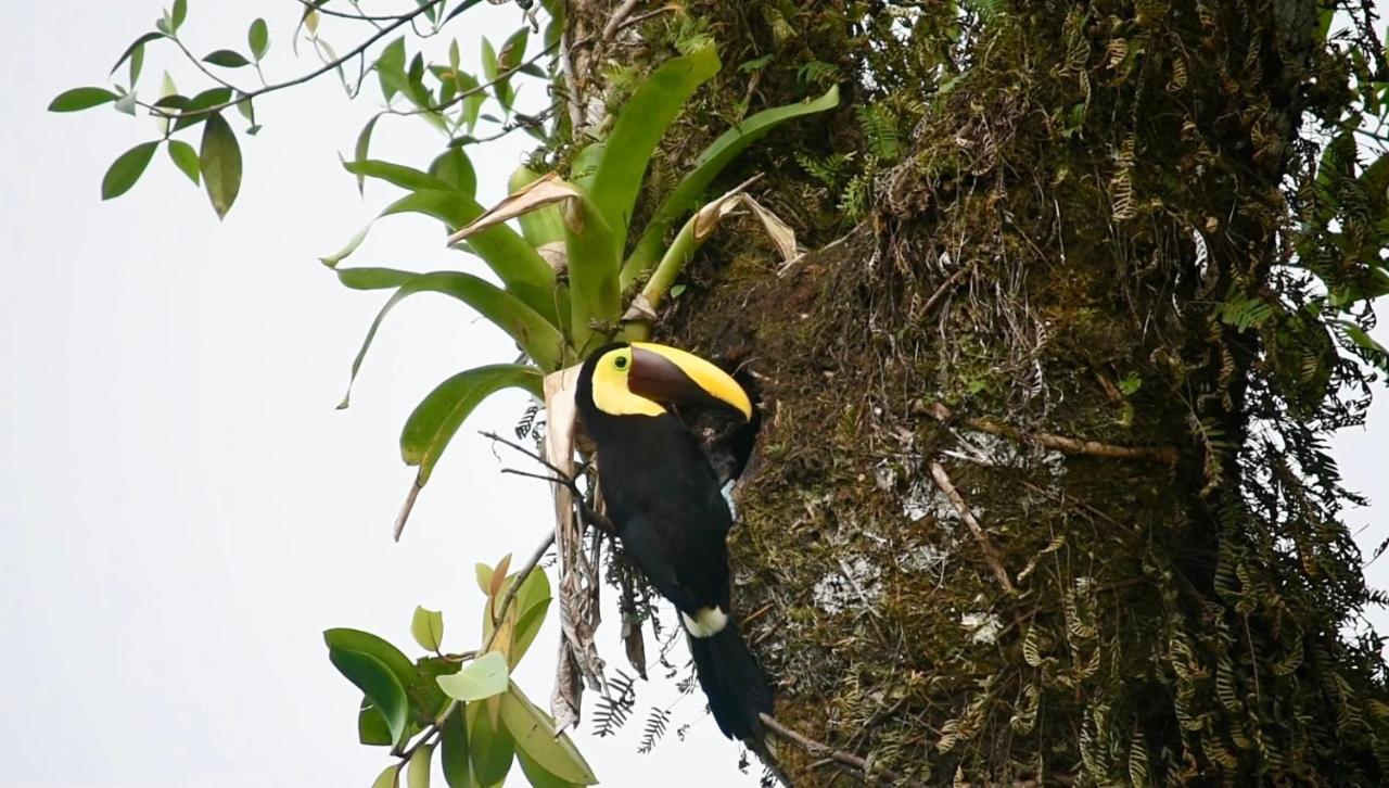 Villa Tucan La Fortuna Esterno foto