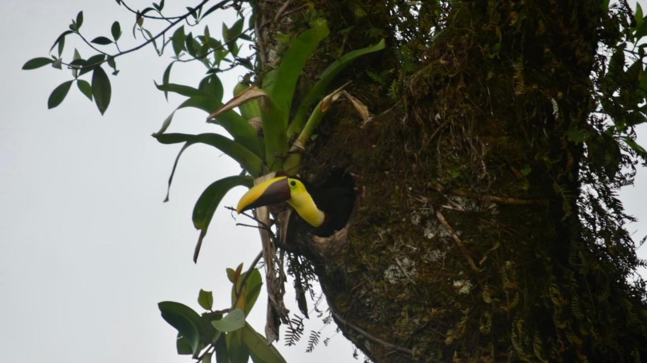 Villa Tucan La Fortuna Esterno foto