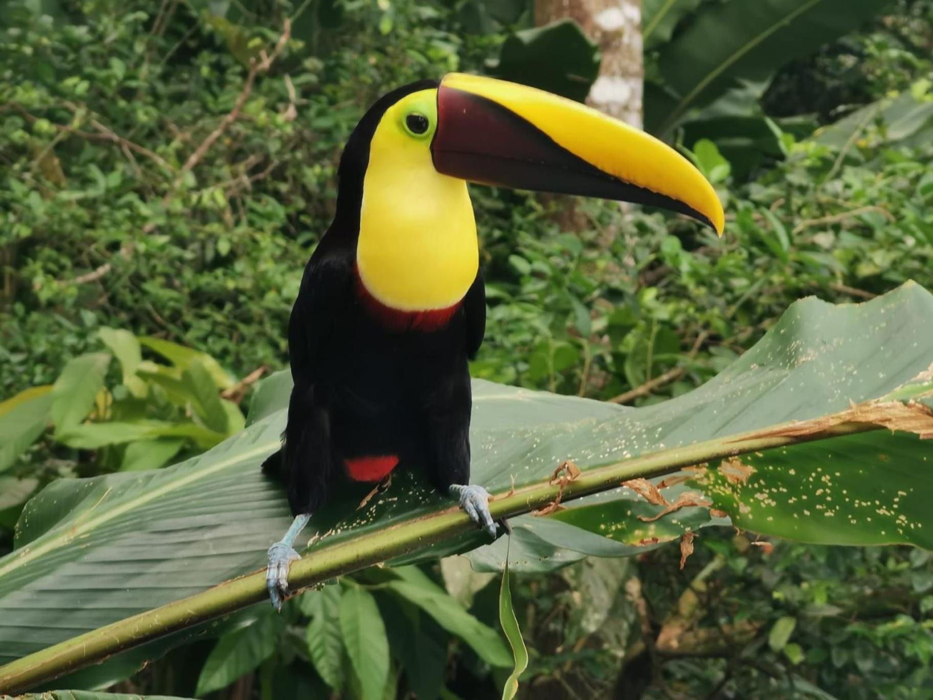 Villa Tucan La Fortuna Esterno foto