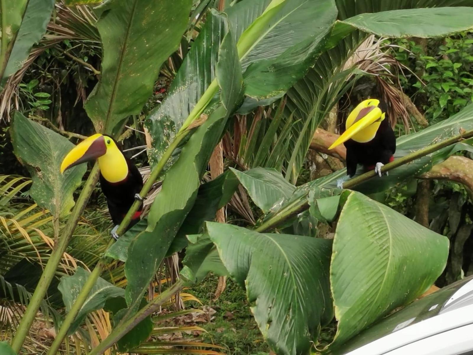 Villa Tucan La Fortuna Esterno foto