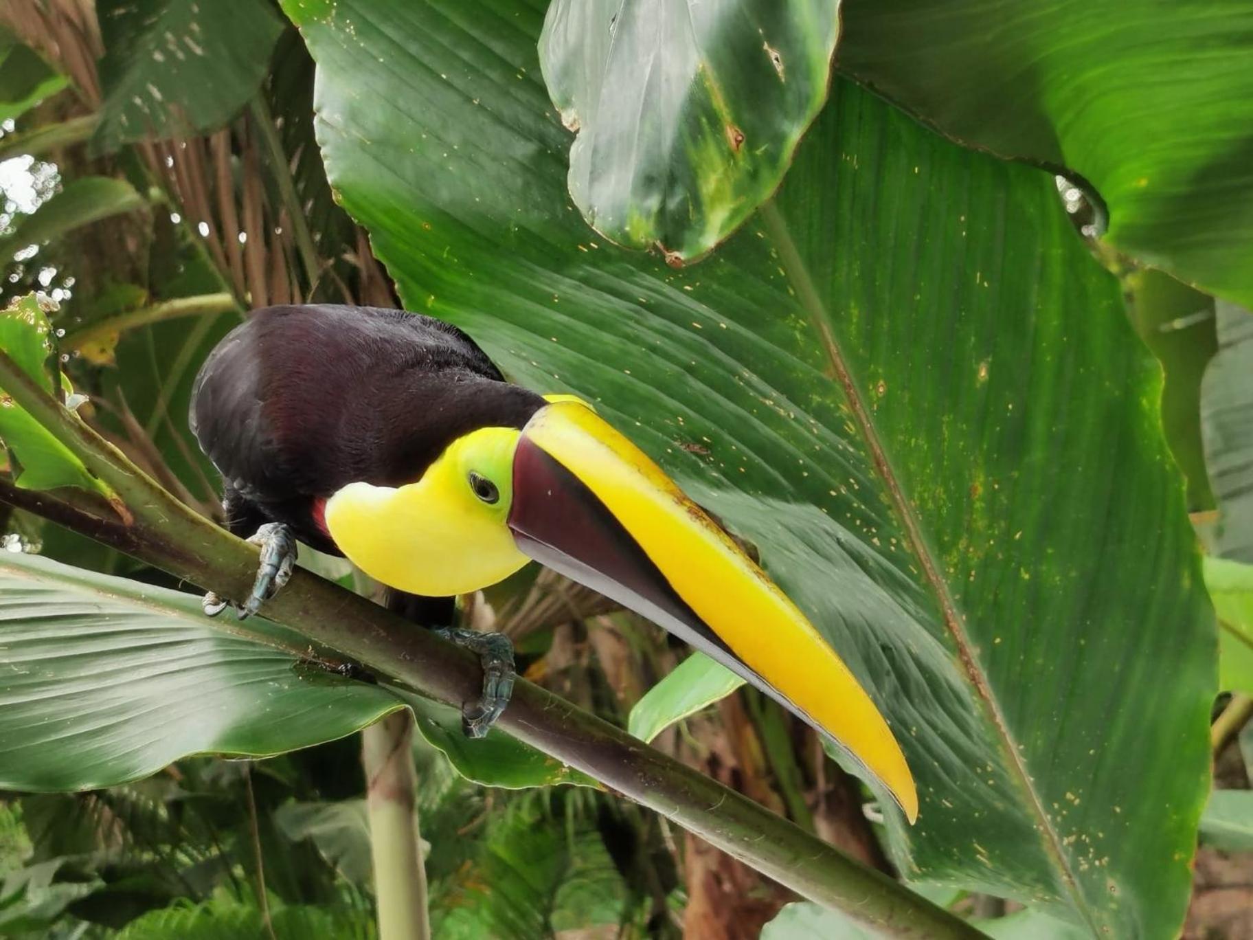Villa Tucan La Fortuna Esterno foto