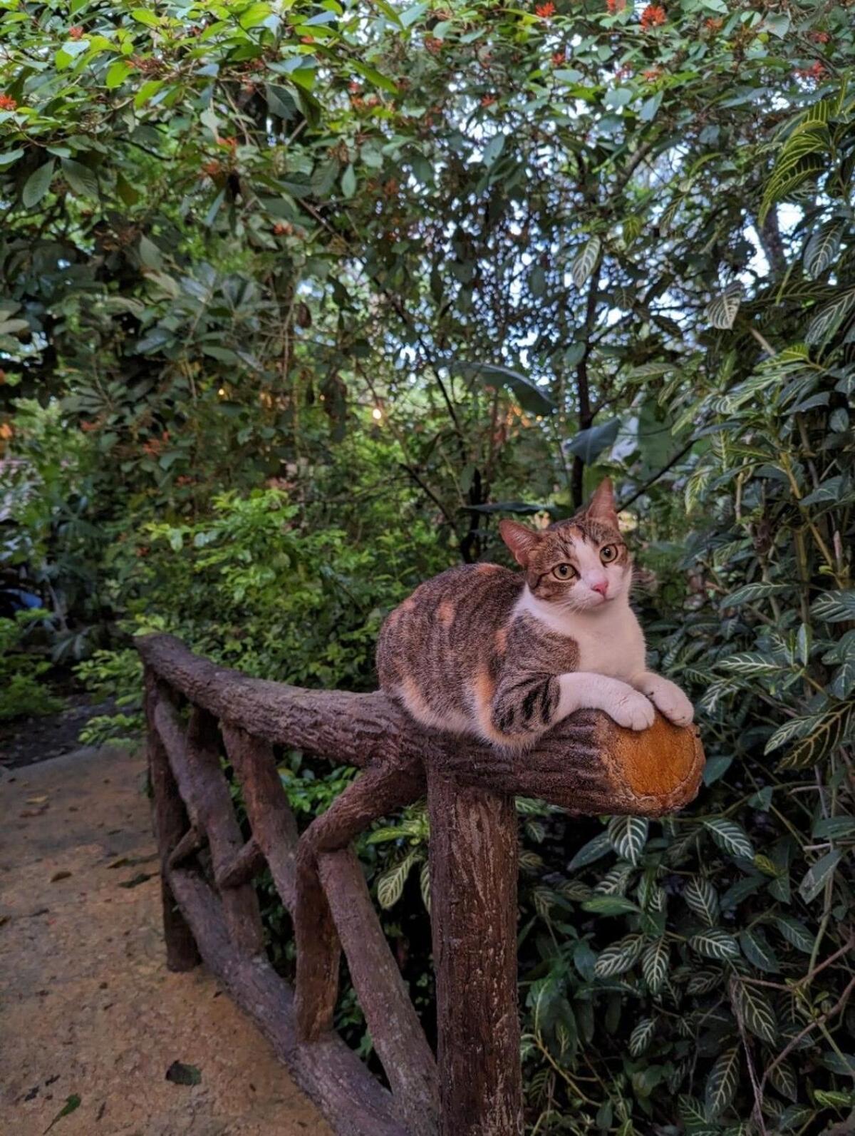 Villa Tucan La Fortuna Esterno foto