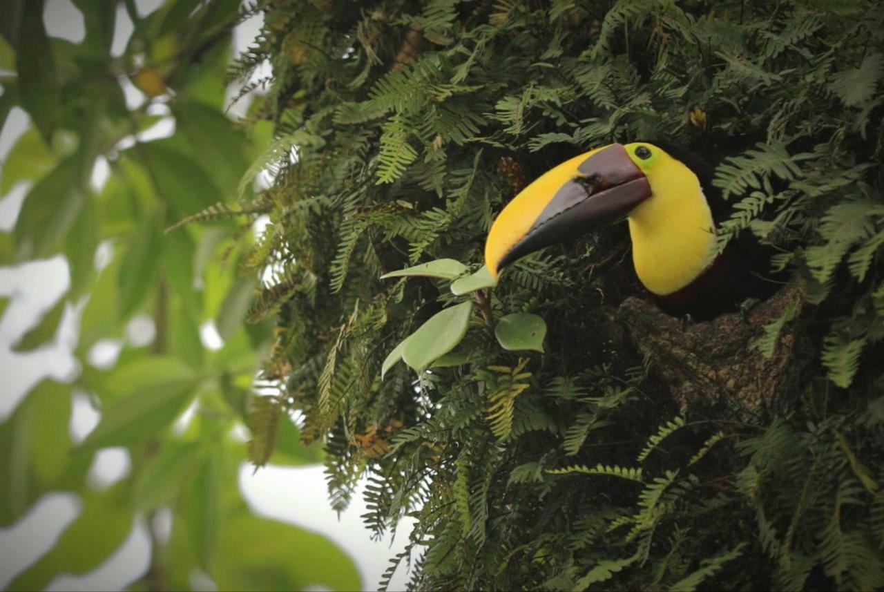 Villa Tucan La Fortuna Esterno foto